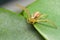 Crab spiders hidden in plants