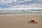 Crab, Squeaky beach, Wilsons promontory