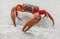 Crab stands on a sandy beach, its claws crossed in a relaxed pose