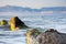 Crab on stone in sea, mountains in the background, Corfu, Greece