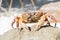 Crab on Tachai island, Phangnga Province, Thailand