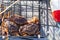 A crab trap sitting on a wharf full of male Dungeness crabs