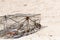 Crab trap traditional iron fishing asia on sand background