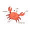 Crab vocabulary part of body.vector