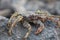 Crab on vulcanic stones at beach