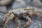 Crab on vulcanic stones at beach