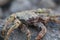 Crab on vulcanic stones at beach