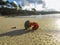 Crab walking in a beach, Spain