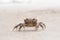 Crab walking on sandy soil in nature