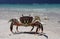 Crab on a white sandy beach, Christmas Island, Kiribati