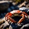 Crab wild animal living in nature, part of ecosystem