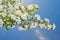 Crabapple Blossoms against a blue sky