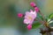 Crabapple flower and buds