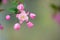 Crabapple flower and buds