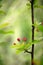 Crabapple flower buds