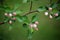 Crabapple flower buds