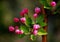 Crabapple flowers