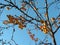 Crabapple fruit bunches against the sky