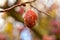 Crabapple fruit on the tree