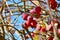 Crabapple fruit on the tree