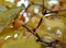 Crabapple fruit among yellow leaves