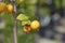 Crabapple Golden Hornet