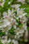 Crabapple Malus Spring Snow, fragrant pure white inflorescence