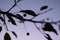 Crabapple silhouettes 2679