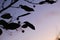 crabapple silhouettes 2686