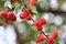 Crabapple tree branch with ripe apples