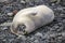 Crabeater Seal