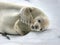 Crabeater seal