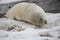 Crabeater seal on beach