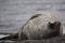 Crabeater seal on beach