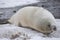 Crabeater seal on beach