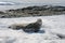 Crabeater seal on beach with snow in Antarctica