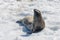 Crabeater seal on beach with snow in Antarctica