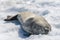 Crabeater seal on beach with snow in Antarctica