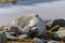 Crabeater seal on beach with snow in Antarctica