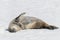 Crabeater seal on beach with snow in Antarctica