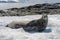 Crabeater seal on beach with stones in Antarctica