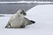 Crabeater seal on an ice floe