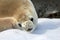 Crabeater seal on ice floe, Antarctic Peninsula