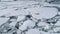 Crabeater seal iceberg antarctica wildlife