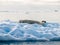 Crabeater seal, Lobodon carcinophagus, resting on ice floe in An