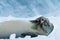 Crabeater seal resting, Antarctica