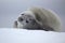 Crabeater seal resting on ice floe, Antarctica