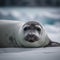 Crabeater seal on a snowy Antarctic shore