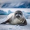 Crabeater seal on a snowy Antarctic shore