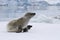 Crabeater seal which lies on the ice in Antarctic